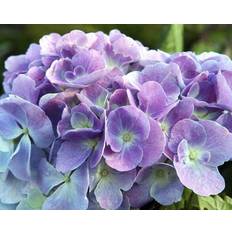 Hydrangea Elisa ® 5 L Potte