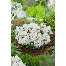 Rhododendron Amerikansk Alpros Vit 25-30Cm Krukodlad 10-Pack