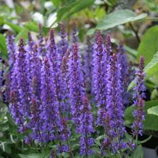 Stäppsalvia (Krukstorlek: 1L)