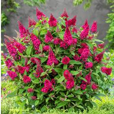 Dvärgbuddleja, Fjärilsbuske (Storlek: 25-30 C3)