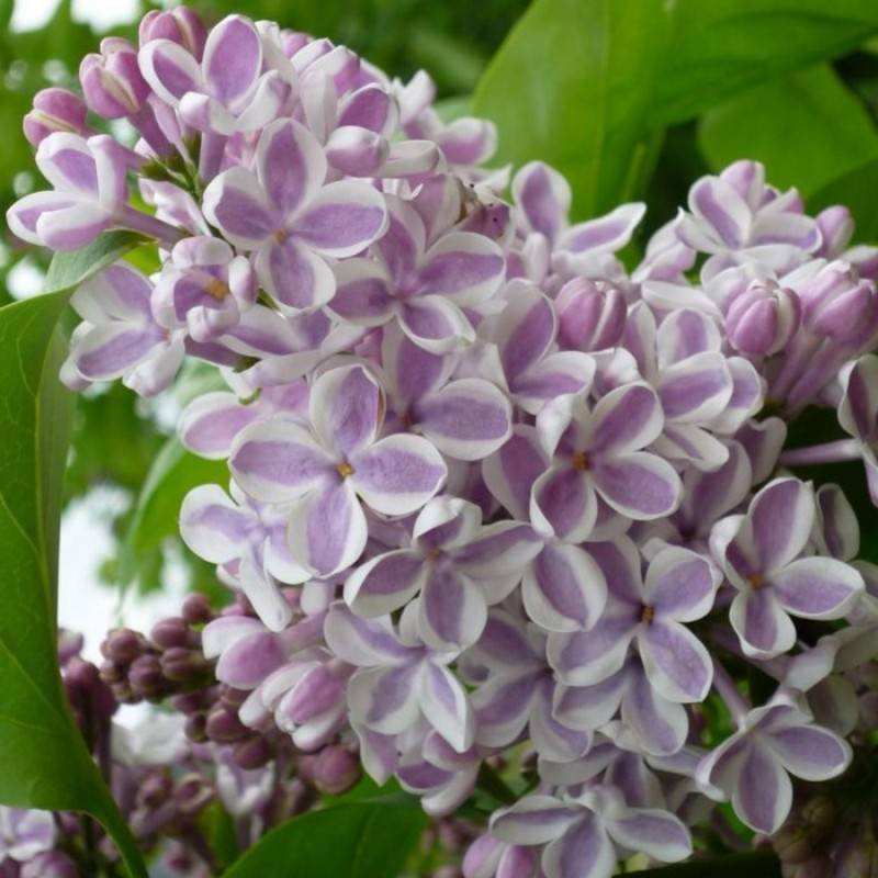 Storblomstret Syren Lila Wonder 40-80 cm. - Syringa vulgaris Lila Wonder.