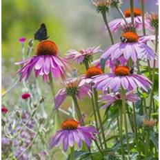 Sommerfugleblanding blomstereng