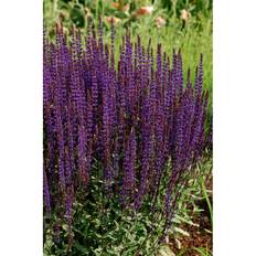 Perenn Stäppsalvia Kantväxt 15-Pack