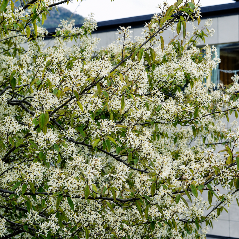 Bærmispel Hækplante (Amelanchier lamarckii / canadensis) 30-50 cm barrod