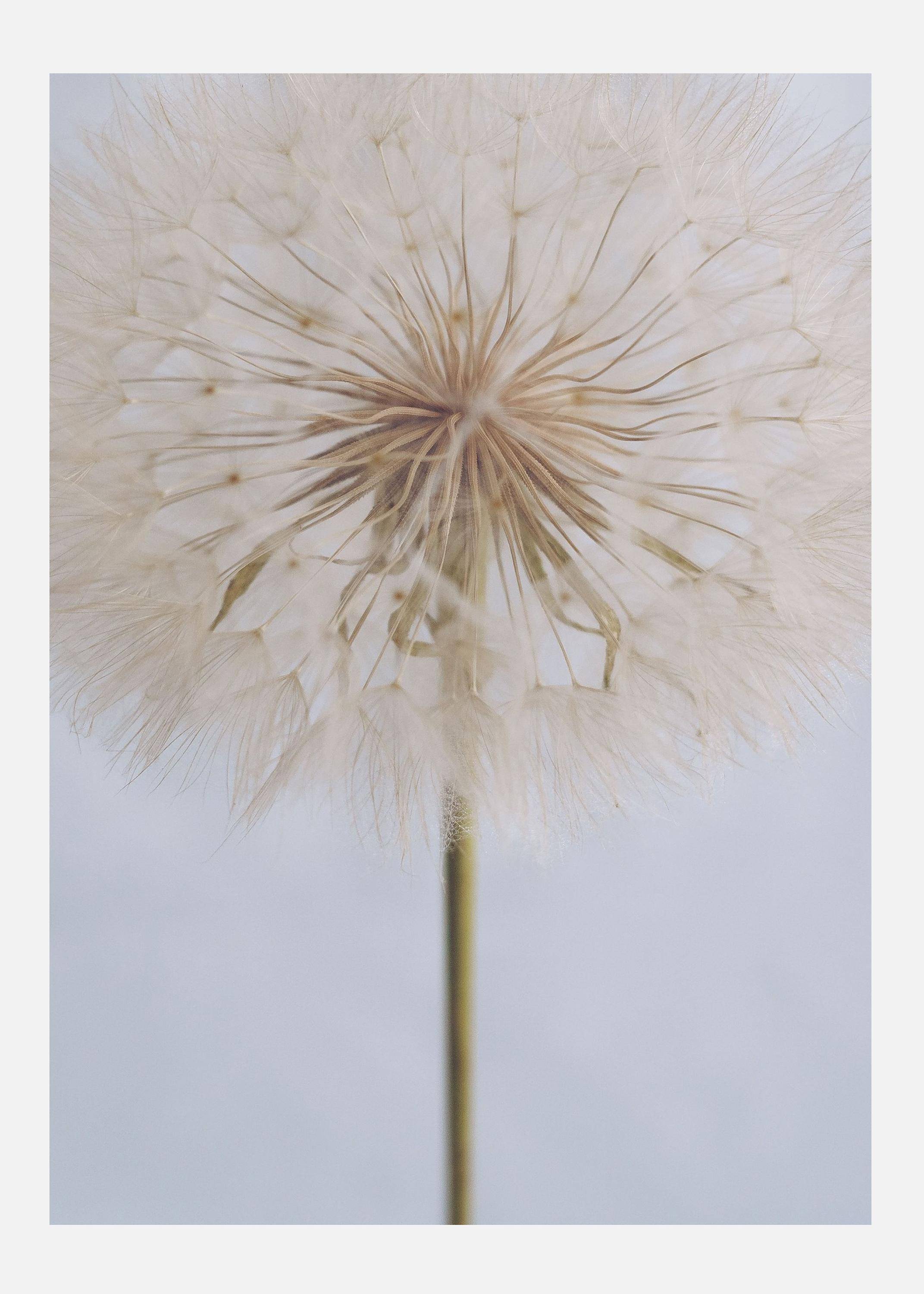 Delicate Dandelion Canvastavla (100x140 cm)
