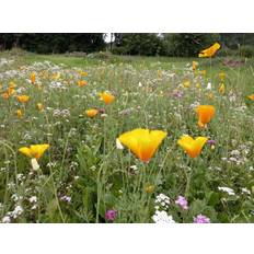 Krukke/plantekasse blomsterblanding - 50 m2