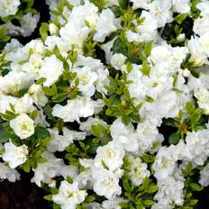 Rhododendron (Rhododendron 'Schneeperle') 15-30 cm