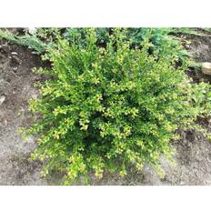 Japansk järnek OMNIA GARDEN Ilex crenata 'Convexa' Co 20-pack