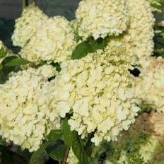 Syrén-Hortensia 'Limelight'