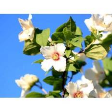 Uægte Jasmin 'Belle Etoile'