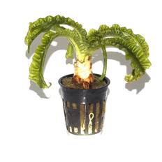 Crinum natans XL