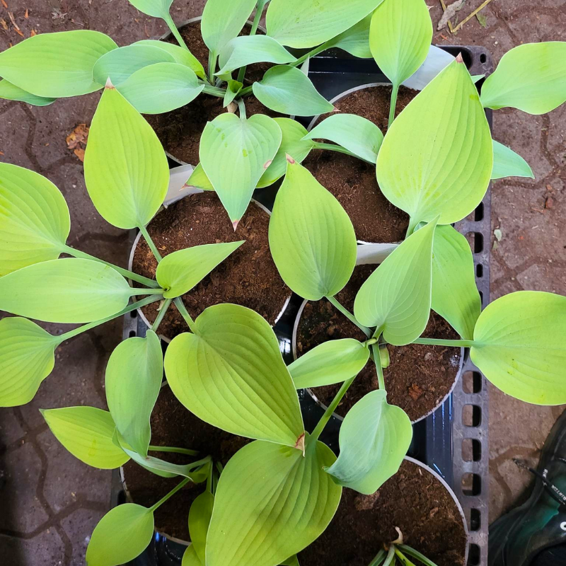 Funkia (Hosta 'Lipstick Blonde')