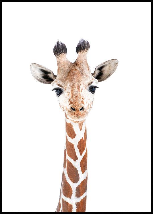 Baby Giraffe Poster (21x30cm) - Plakater > Djur Posters, Barnväggskonst, Pictufy, BD