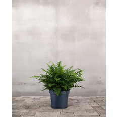 Mangeløv, Dryopteris filix-mas - 20-40 cm