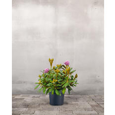 Rhododendron yakushimanum 'Polaris' - 40-60 cm