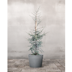 Blå Atlasceder Cedrus 'Glauca' - 140-160 cm - Greenify Udendørskrukke / Sort / Nej