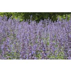 Kantnepeta OMNIA GARDEN Nepeta x faassenii 'Walker's Low' 6-pack