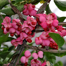 Benved (Euonymus phellomanus) 80-120 cm