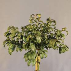 Vinget benved (Euonymus alatus 'Compactus') Opstammet 80 cm
