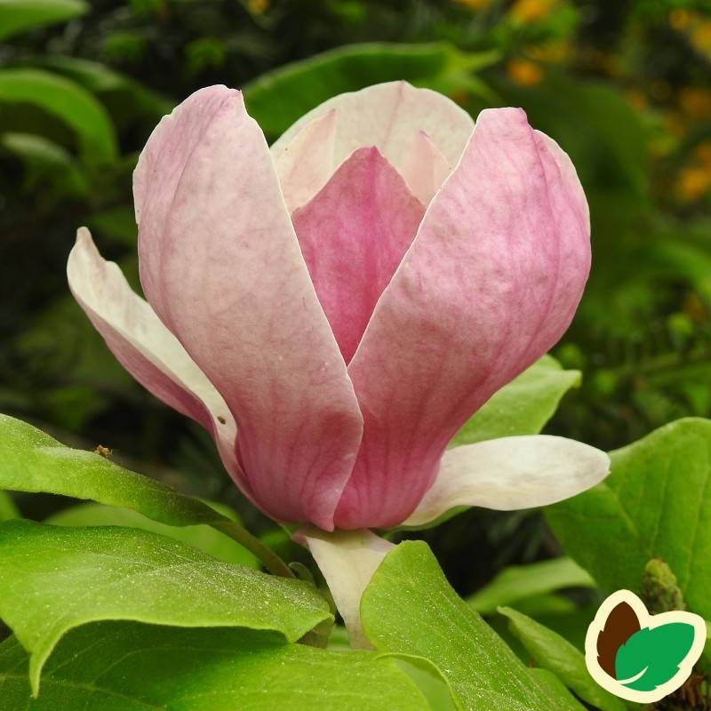 Magnolia soulangeana Lennei.