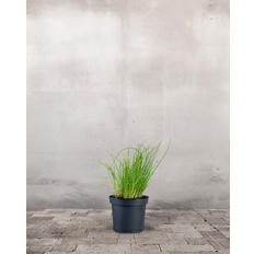 Purløg (Allium schoenoprasum)