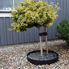 Trädring Wernamo Design Svart Ø 60 cm