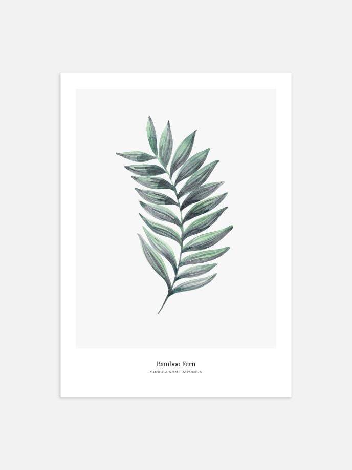 Bamboo Fern Poster