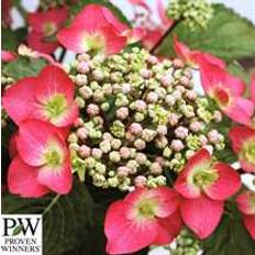 Havehortensia `Strawberry`n`cream`