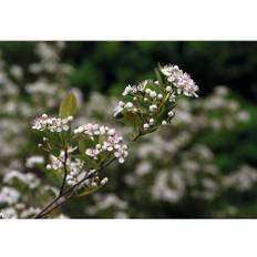 Svartaronia OMNIA GARDEN Aronia melanocarpa 'Hugin' E 3-pack