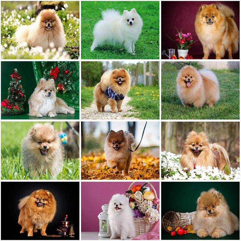 5D DIY Diamantmålning Hund Diamantbroderi Pomeranian Hel rund Mosaikvalp Bild av Rhinestones Hantverkspresent
