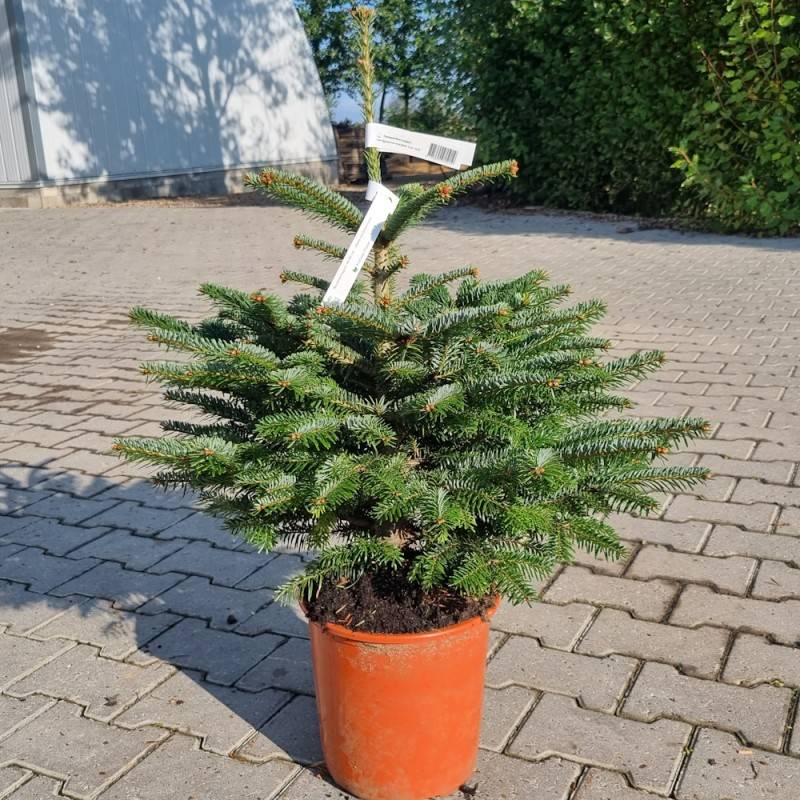 Nordmannsgran 40-60 cm. - Abies nordmanniana.
