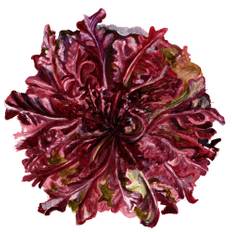 Sallat, Plock-, Red Salad Bowl