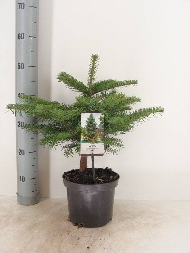 Nordmannsgran (Abies nordmanniana) 20-30 cm