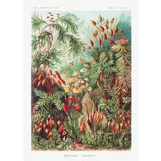 Bildreproduktion Muscinae–Laubmoose (1904), Ernst Haeckel, 30 × 40 cm