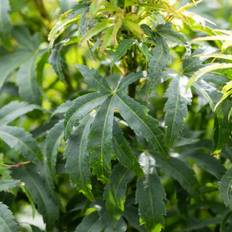 Japansk Løn , Acer pal. 'Crispifolium', 30 liter potte, 125 cm