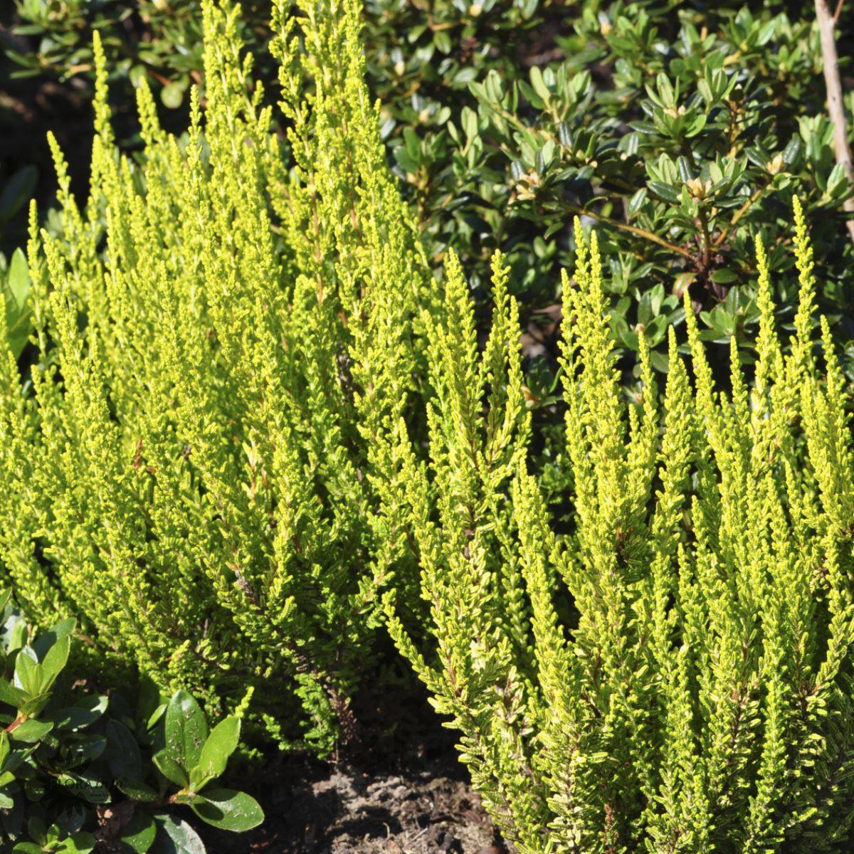Efterårslyng (Calluna vulgaris 'Zeta')