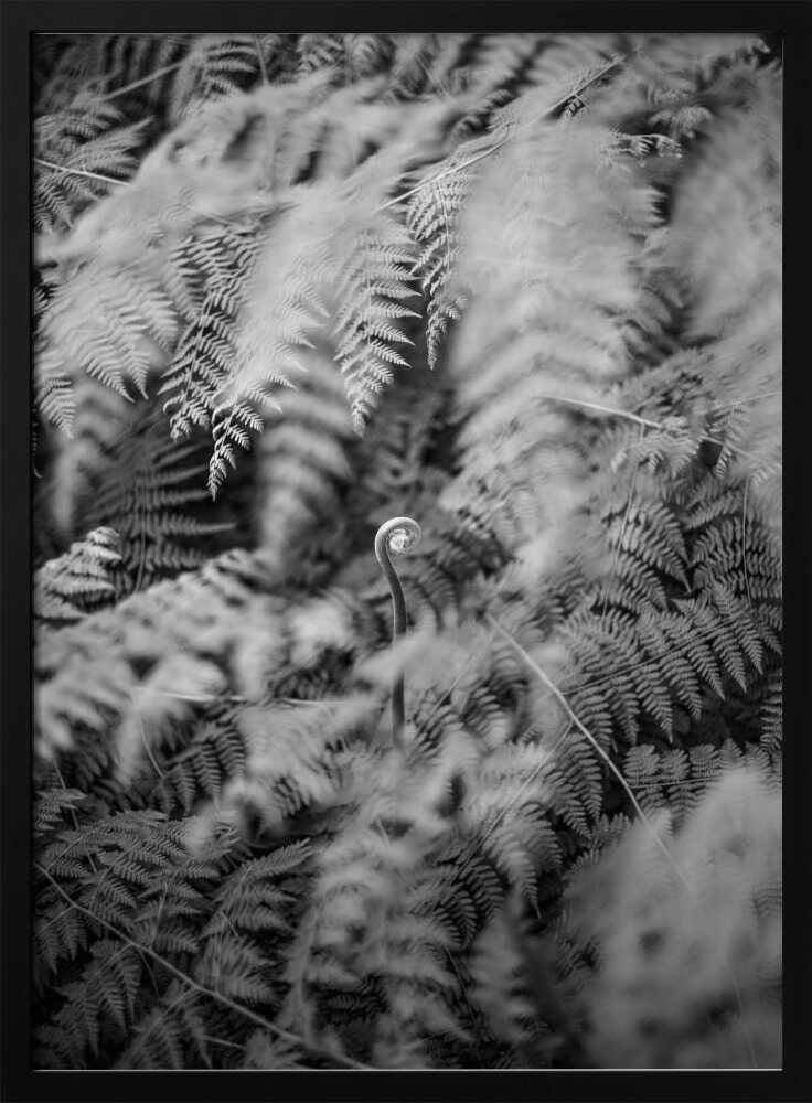 Black And White Photograph Poster - 50x70 cm / 20x28″