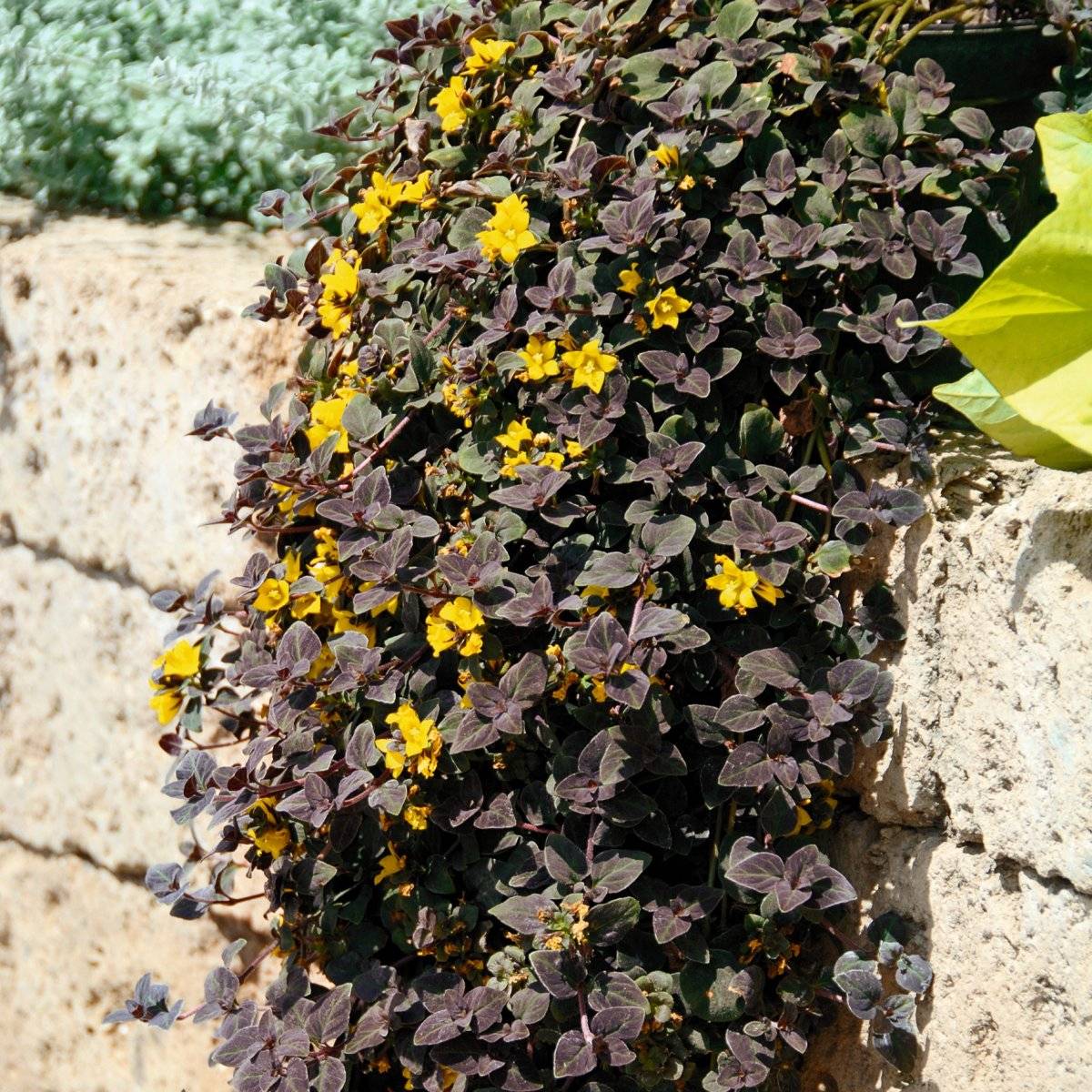 Penningblad, Stickling 3-pack - Lysimachia nummularia Midnight Sun.