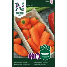 Snackpaprika Hamik - Capsicum annuum Hamik