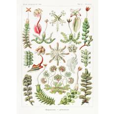 Bildreproduktion Hepaticae–Lebermoose (1904), Ernst Haeckel, 30 × 40 cm