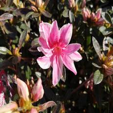 Japansk Azalea Melle - 60 cm. stamme - Rhododendron Melle