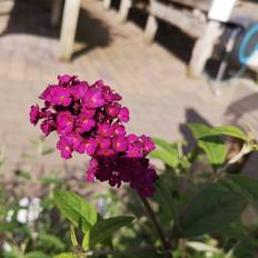 Sommerfuglebusk Royal Red - Buddleja davidii Royal Red