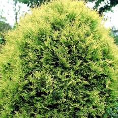 Thuja (Thuja occidentalis 'Rheingold') 20-30 cm