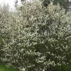 Amelanchier spicata (Aks-Bærmispel) - Salgshøjde: 50-80 cm.  (Barrodet bundt m/10 stk)