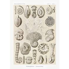 Bildreproduktion Talamophora–Kammerlinge (1904), Ernst Haeckel, 30 × 40 cm