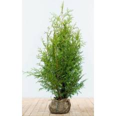 Thuja 'Brabant' rodklump 100-120 cm