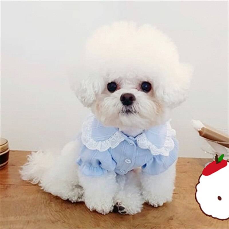 Katt valp hund skjorta vår sommar hund kläder yorkshire terrier pomeranian pudel bichon schnauzer hund kläder husdjur outfit kappa - Blå / Xs
