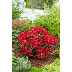 Rhododendron Revalpros Baden Baden Röd 15-20Cm Krukodlad 3-Pack