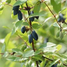 Blåfrugtet Gedeblad 30-50 cm. - Bundt Med 10 Stk. Barrodsplanter - Lonicera caerulea