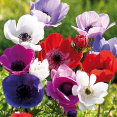 Anemone 'De Caen' mix - 15 løg - Flerfarvet Anemone